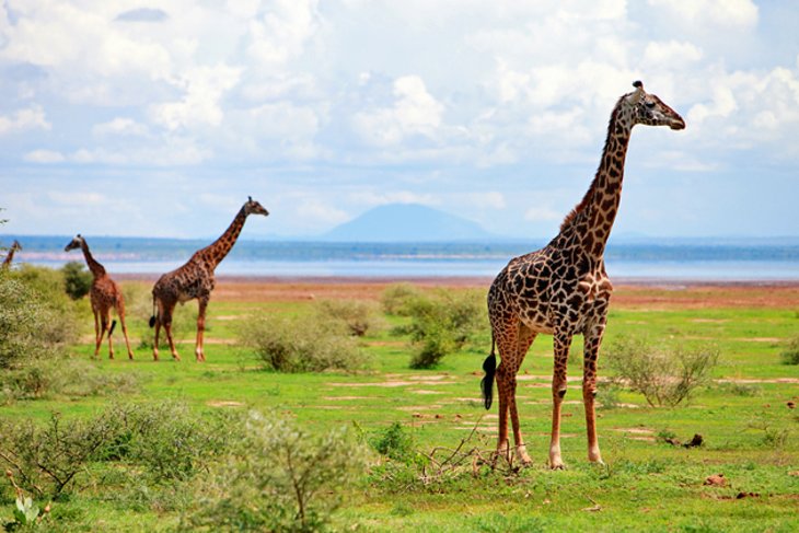 1707320932 419 Top Tourist Attractions in Tanzania Top Tourist Attractions in Tanzania