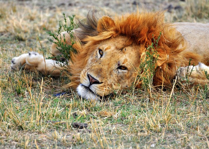 1707320945 224 Top Tourist Attractions in Tanzania Top Tourist Attractions in Tanzania