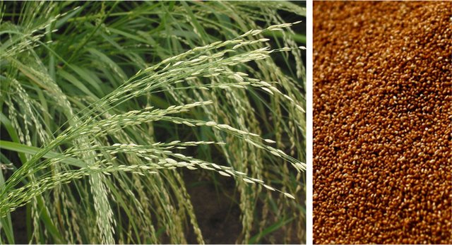 1707357032 217 All Low Calorie Foods All Low-Calorie Foods