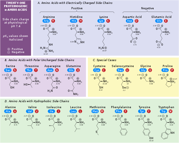 amino acid Nucleic acid, DNA Structure, RNA, Transcription and Translation