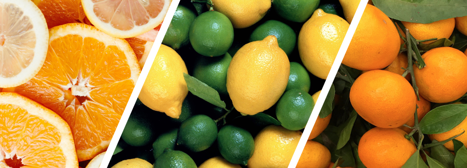 citrus industry Citrus Academy Bursary South Africa