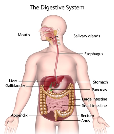 digestive organ Habits that you should avoid after eating