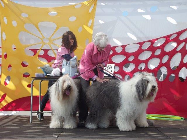 elshadai combined Elshadai Combined School online Application, Courses, fees, Contacts