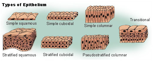 epithelial cells Digestion, digestive system