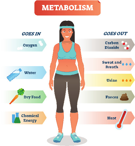 faster metabolism how can I boost my metabolism you need to to these things to Boost Your Metabolism