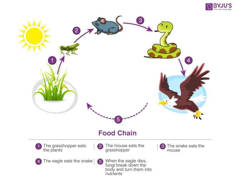 food chain Energy flow through ecosystems, material cycles, studying ecosystems, dynamics of ecosystems and human activities