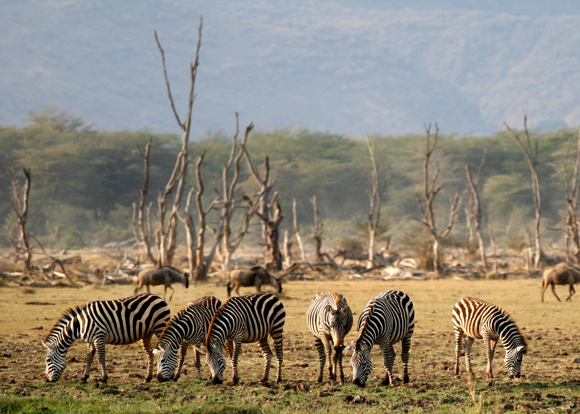 lake manyara Lake Manyara National Park