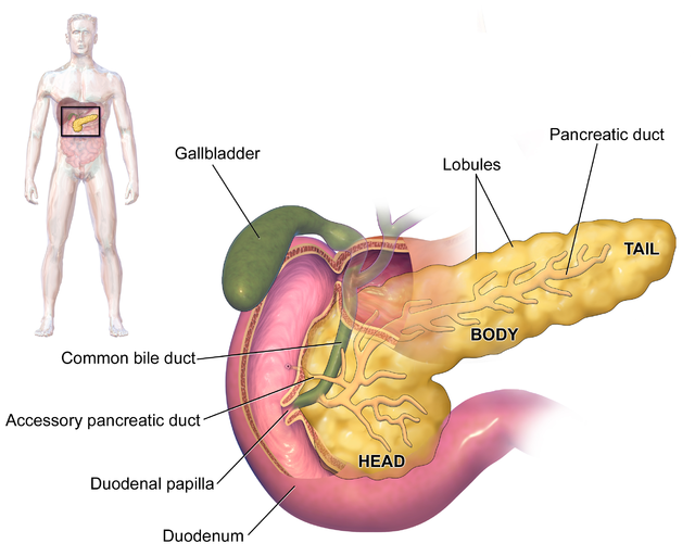 pancreatic juice human digestive system