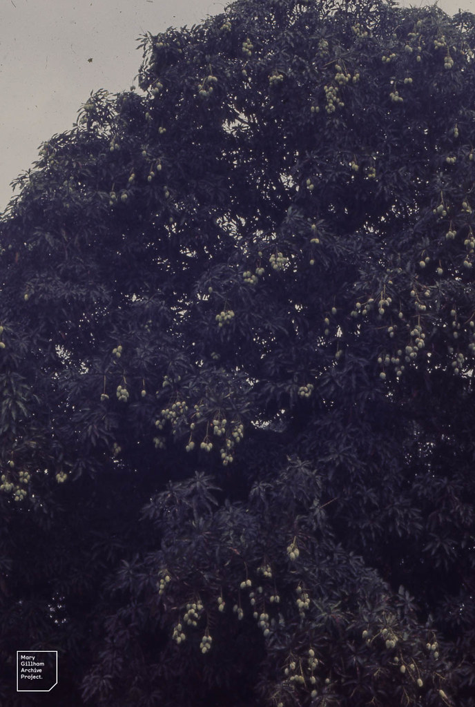 salaam university DUCE Contacts, Email Addresses, Phone Numbers